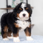 Bruce | Tri Bernedoodle for sale
