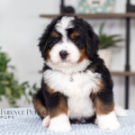 Bruce | Tri Bernedoodle for sale