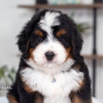Bruce | Tri Bernedoodle for sale