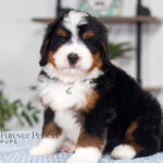 Bruce | Tri Bernedoodle for sale
