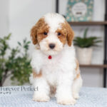 Echo | Red Parti Poodle for sale