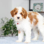 Echo | Red Parti Poodle for sale