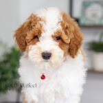 Echo | Red Parti Poodle for sale