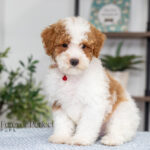 Echo | Red Parti Poodle for sale