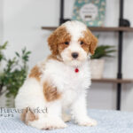 Echo | Red Parti Poodle for sale