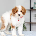 Echo | Red Parti Poodle for sale