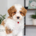 Echo | Red Parti Poodle for sale