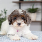 Elsa | Blue Merle & Tan Parti Poodle for sale