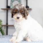 Elsa | Blue Merle & Tan Parti Poodle for sale