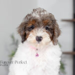 Elsa | Blue Merle & Tan Parti Poodle for sale