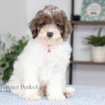 Elsa | Blue Merle & Tan Parti Poodle for sale