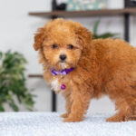 Giselle | Ruby Poodle for sale
