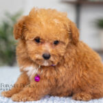 Giselle | Ruby Poodle for sale