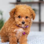 Giselle | Ruby Poodle for sale
