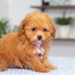 Giselle | Ruby Poodle for sale