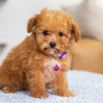 Giselle | Ruby Poodle for sale