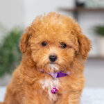 Giselle | Ruby Poodle for sale