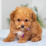 Giselle | Ruby Poodle for sale