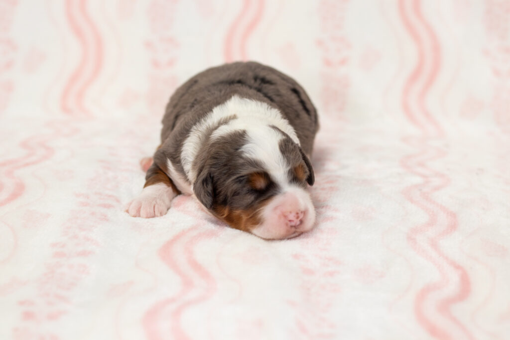 Female Puppy