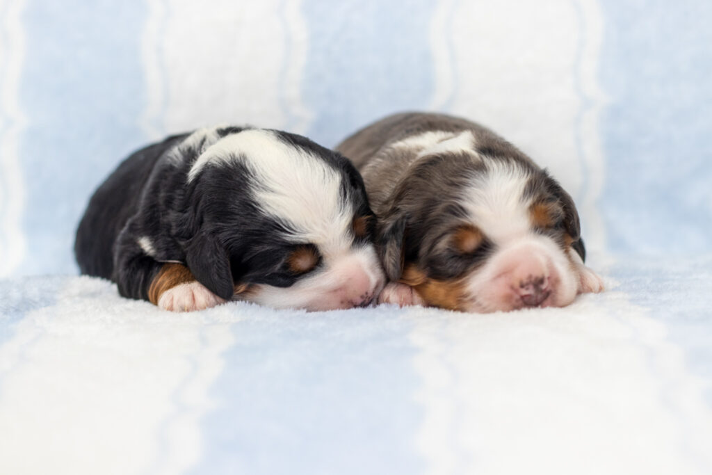 Male Puppy