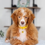 Lucy | Ruby Poodle for sale