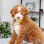 Lucy | Ruby Poodle for sale