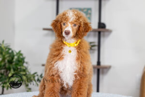Lucy Female Poodle