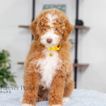 Lucy | Ruby Poodle for sale