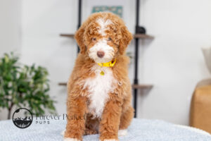 Lucy Female Poodle