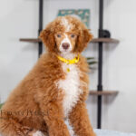 Lucy | Ruby Poodle for sale