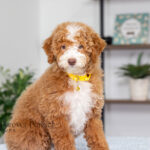Lucy | Ruby Poodle for sale