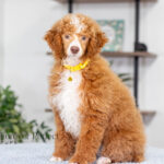 Lucy | Ruby Poodle for sale