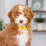 Lucy | Ruby Poodle for sale
