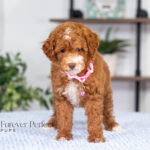 Natalie | Red Poodle for sale