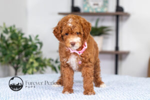 Natalie Female Poodle