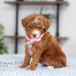 Natalie | Red Poodle for sale