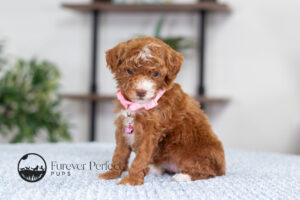 Natalie photo 8