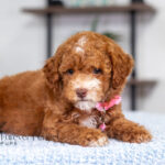 Natalie | Red Poodle for sale
