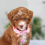 Natalie | Red Poodle for sale