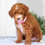 Natalie | Red Poodle for sale