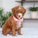 Natalie | Red Poodle for sale