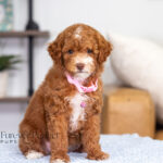 Natalie | Red Poodle for sale