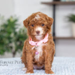 Natalie | Red Poodle for sale