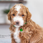 Nell | Red Poodle for sale