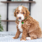 Nell | Red Poodle for sale