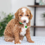 Nell | Red Poodle for sale