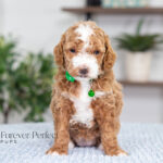 Nell | Red Poodle for sale