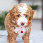 Nemo | Red Poodle for sale