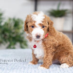 Nemo | Red Poodle for sale