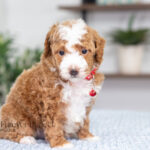 Nemo | Red Poodle for sale